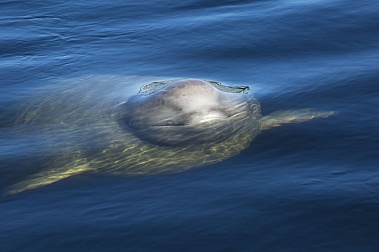 Talking to Beluga