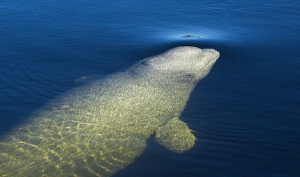 Talking to Beluga